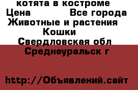 котята в костроме › Цена ­ 2 000 - Все города Животные и растения » Кошки   . Свердловская обл.,Среднеуральск г.